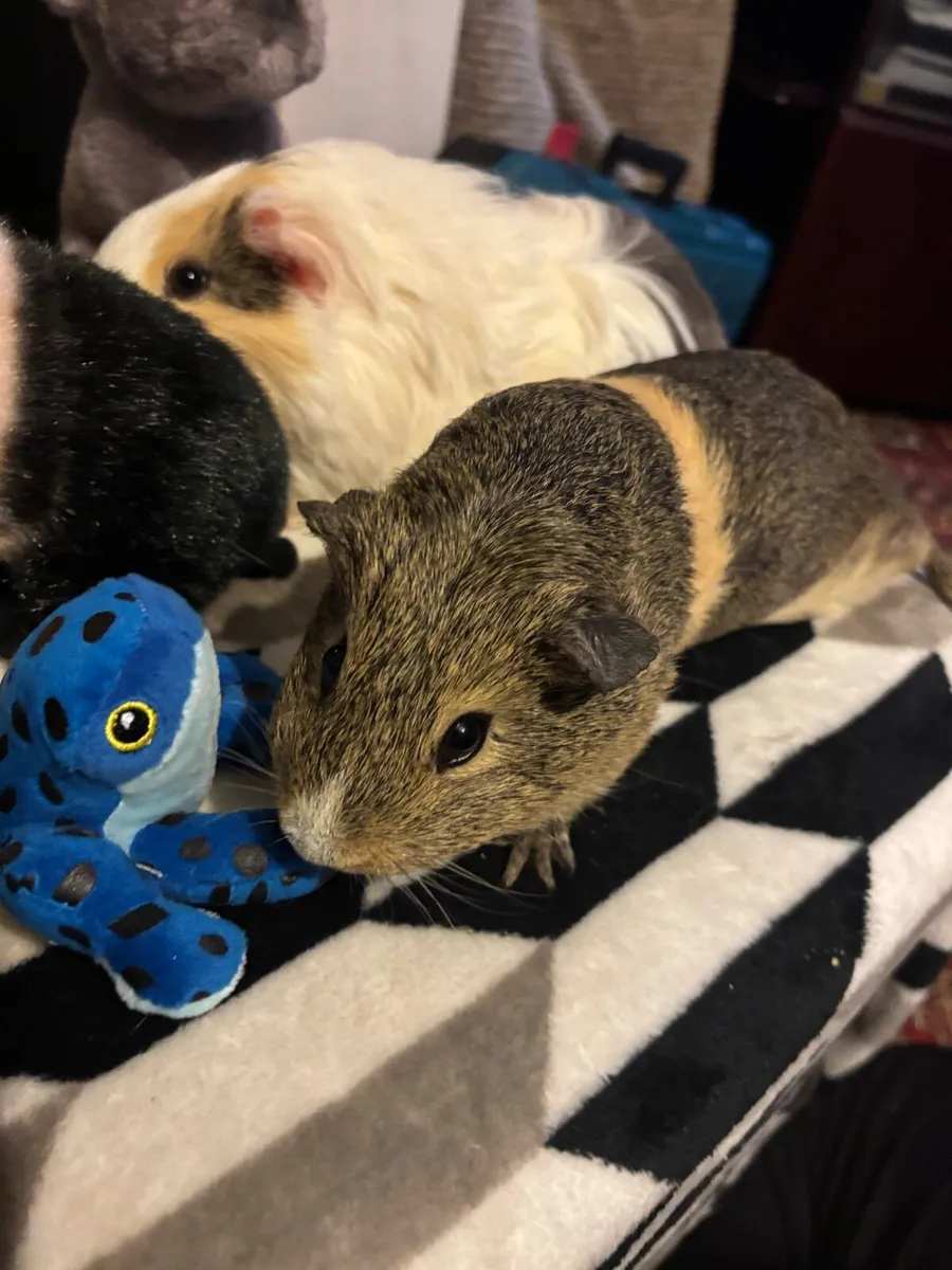 Two guinea pigs - Image 3