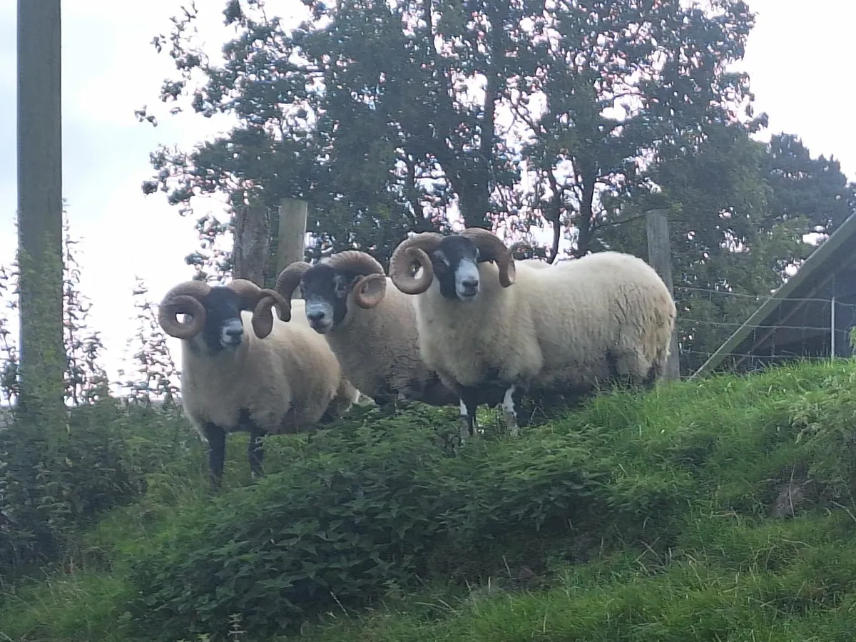 Lanark Rams and Organic Ewe Lambs Cahir Mart - Image 2
