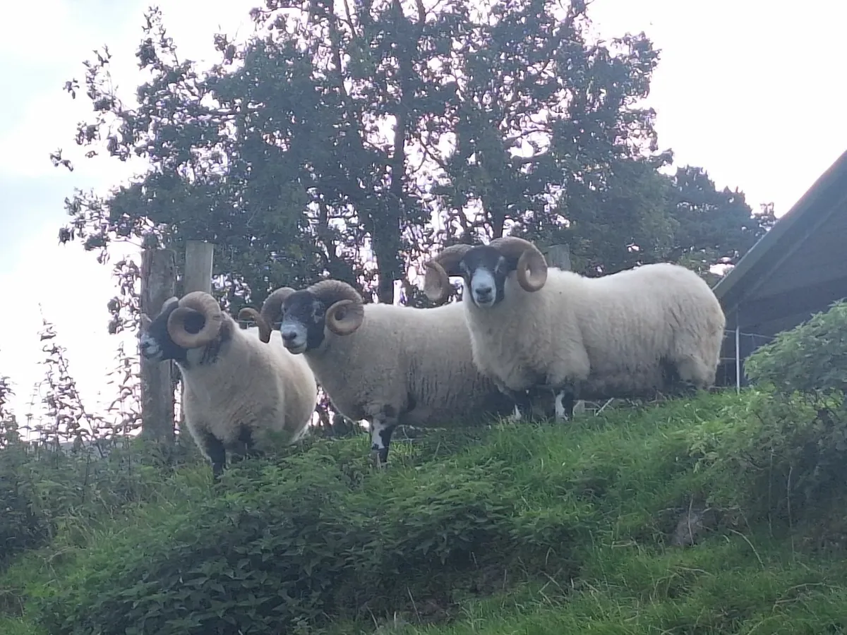Lanark Rams and Organic Ewe Lambs Cahir Mart - Image 1