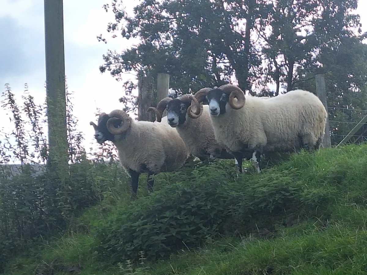 Lanark Rams and Organic Ewe Lambs Cahir Mart - Image 3