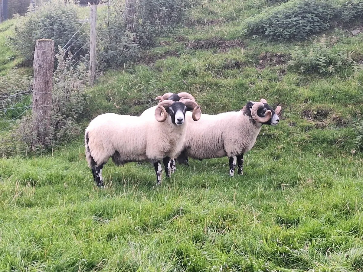 Lanark Rams and Organic Ewe Lambs Cahir Mart - Image 4