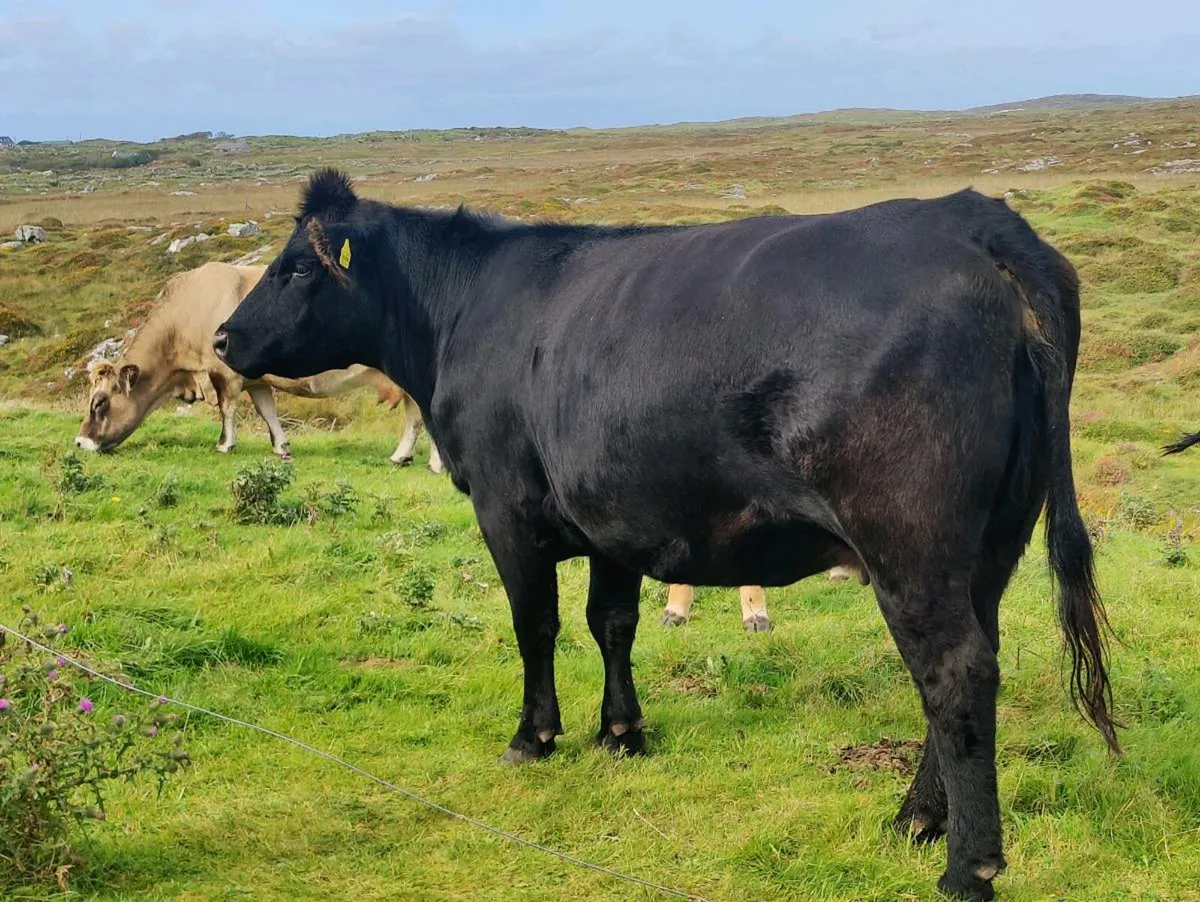 Pedigree Angus Cow - Image 1