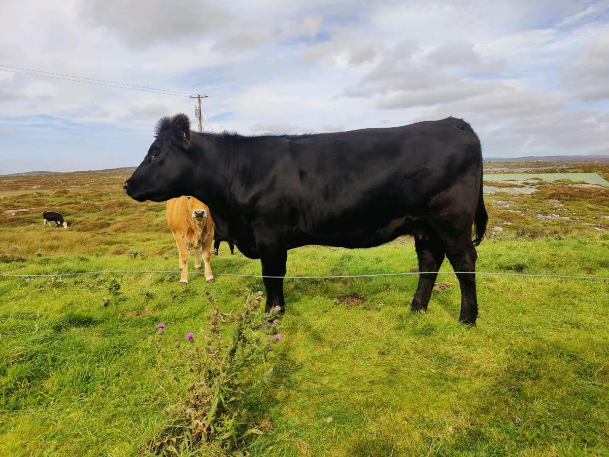 Pedigree Angus Cow - Image 2