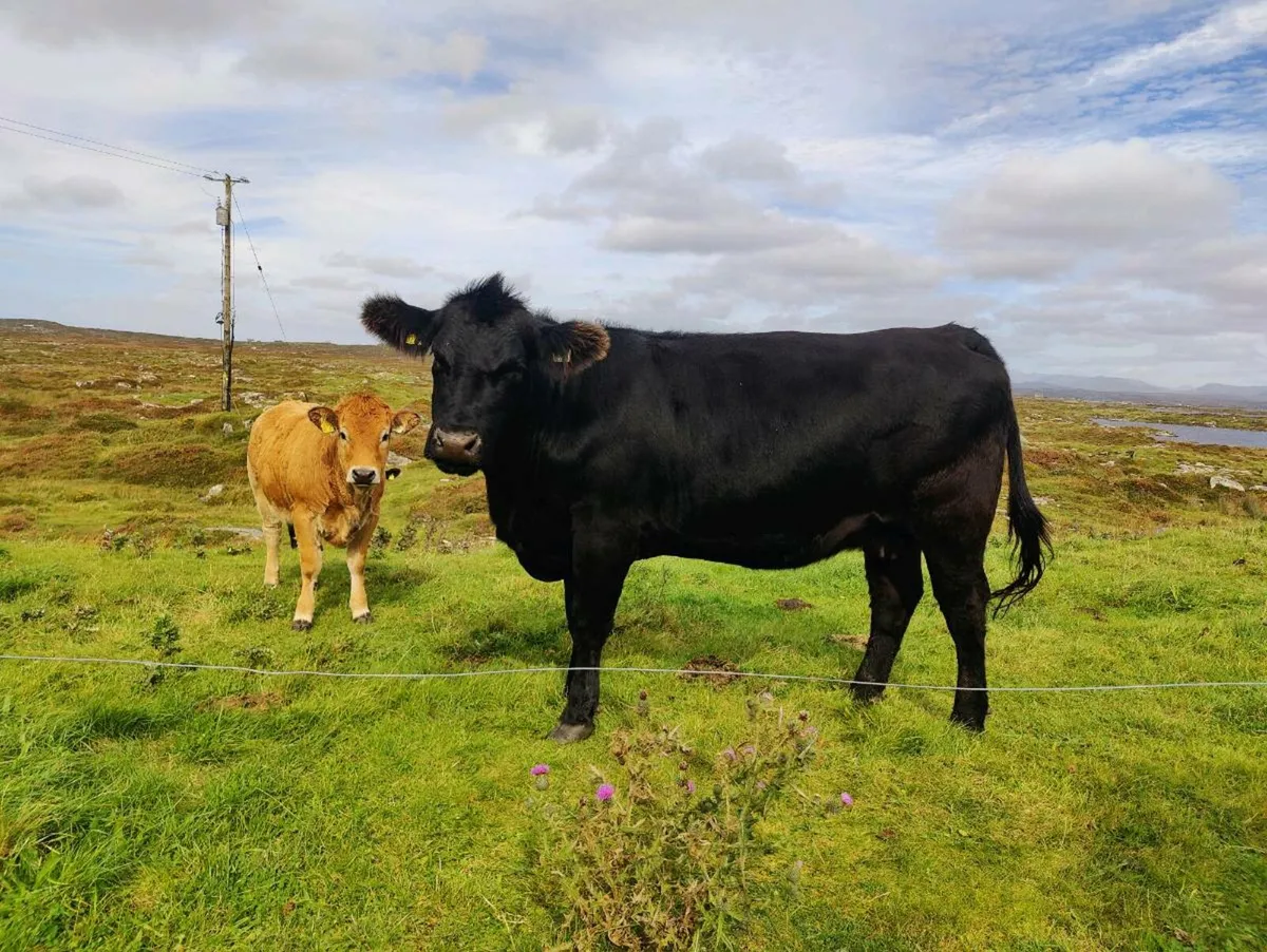 Pedigree Angus Cow - Image 3