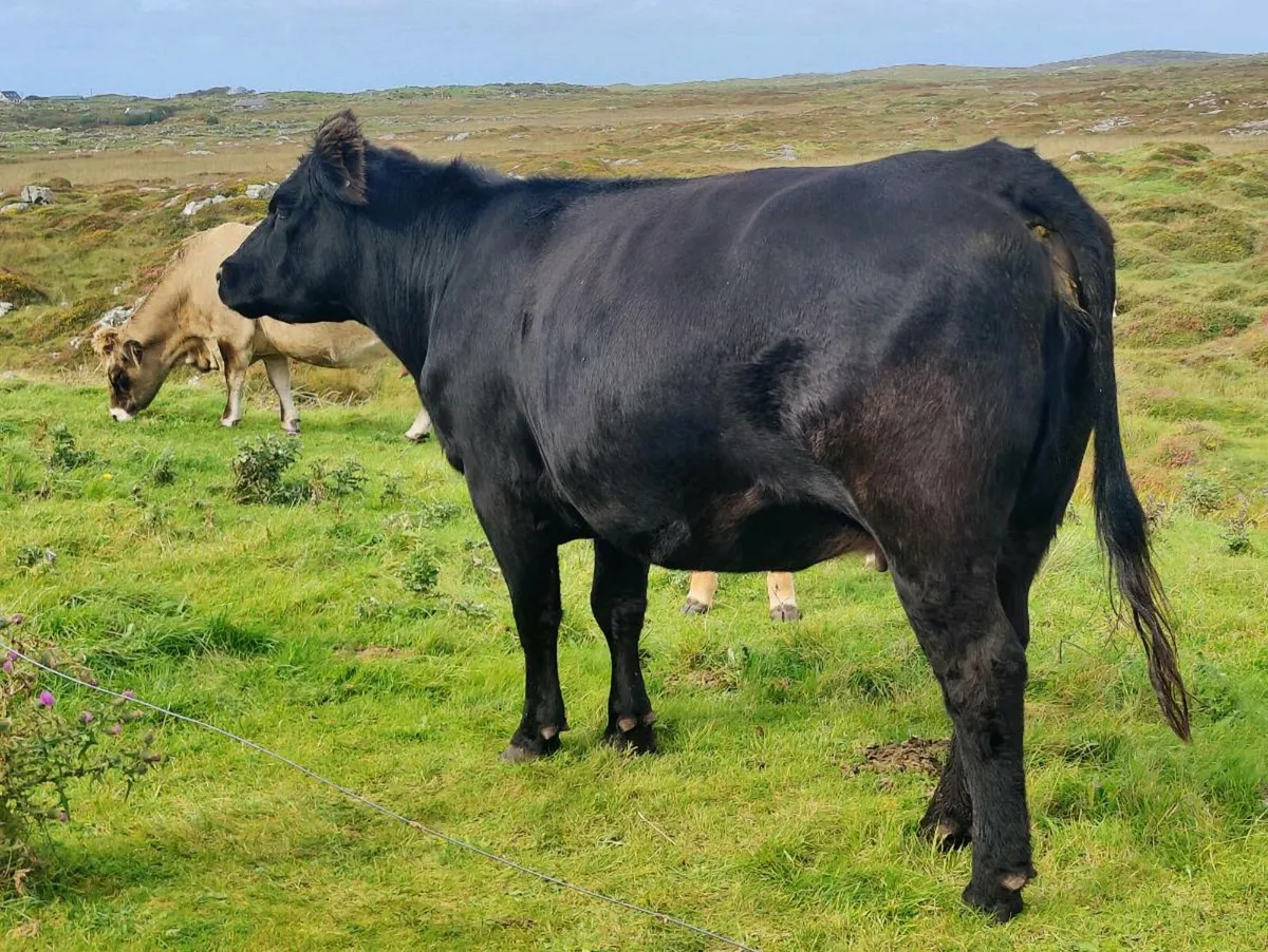 Pedigree Angus Cow - Image 4