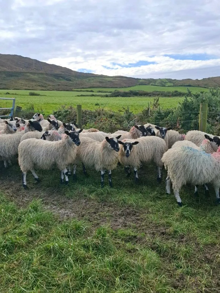 Mule Ewe Lambs - Image 1