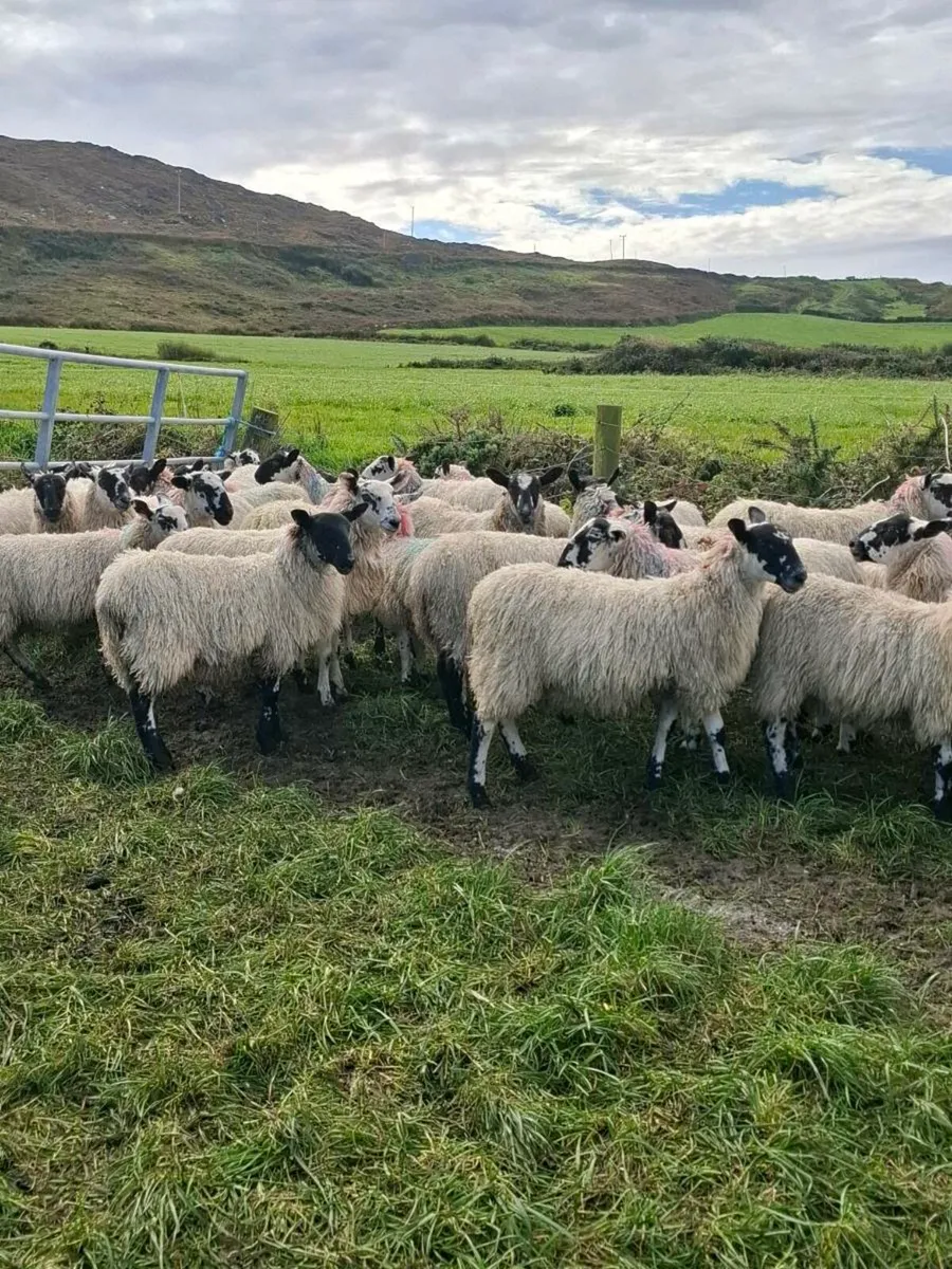 Mule Ewe Lambs - Image 2