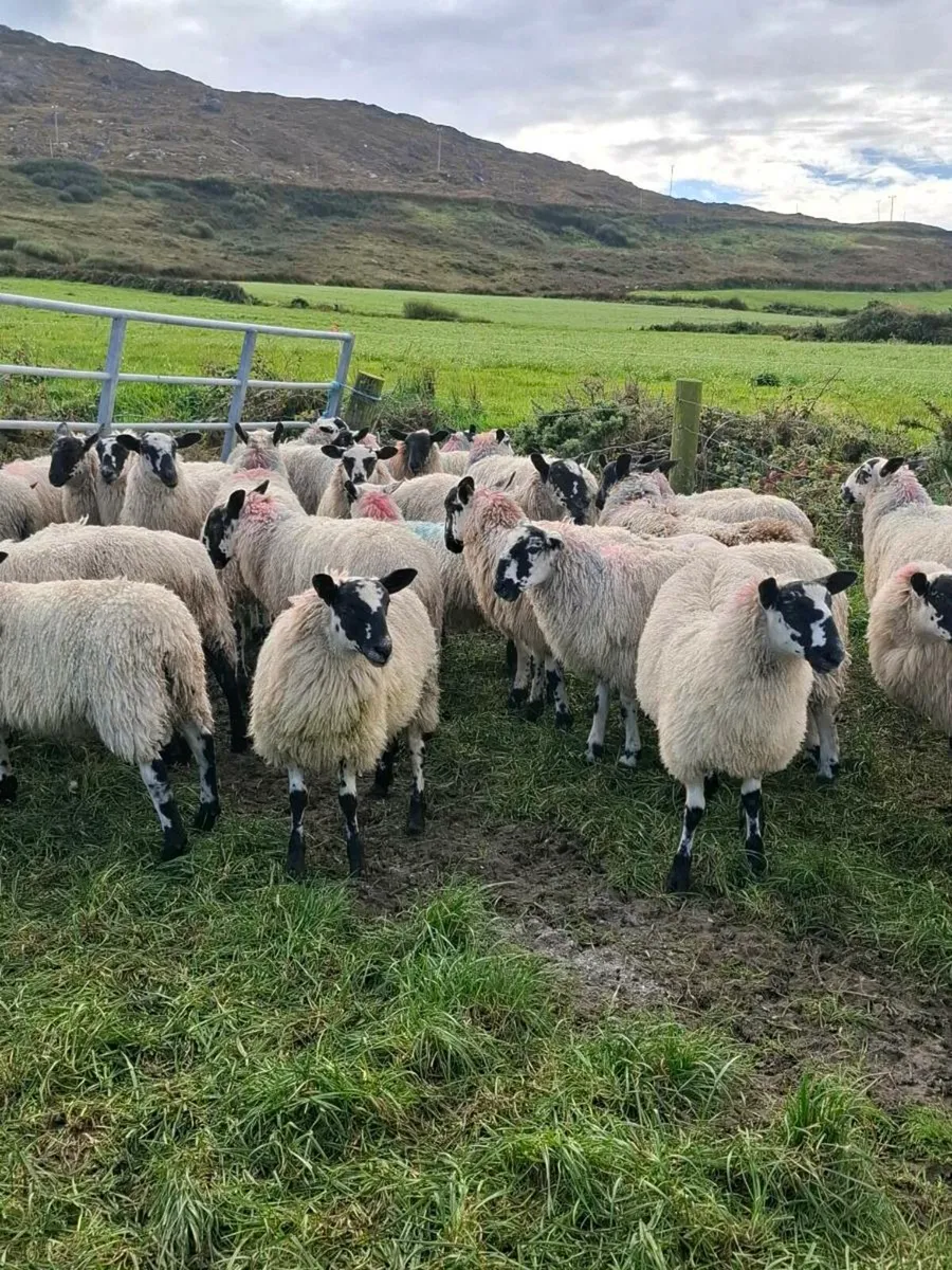 Mule Ewe Lambs - Image 3