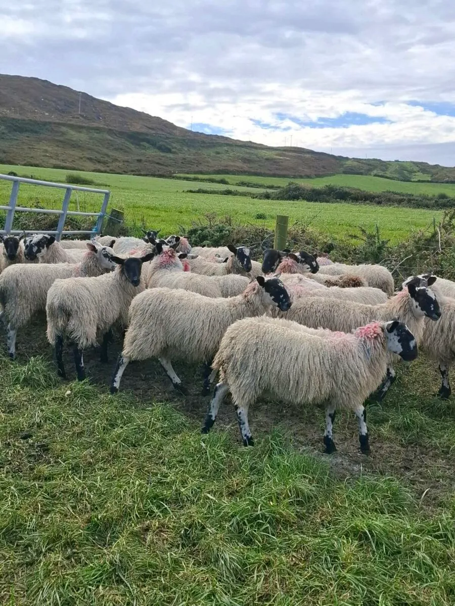 Mule Ewe Lambs - Image 4