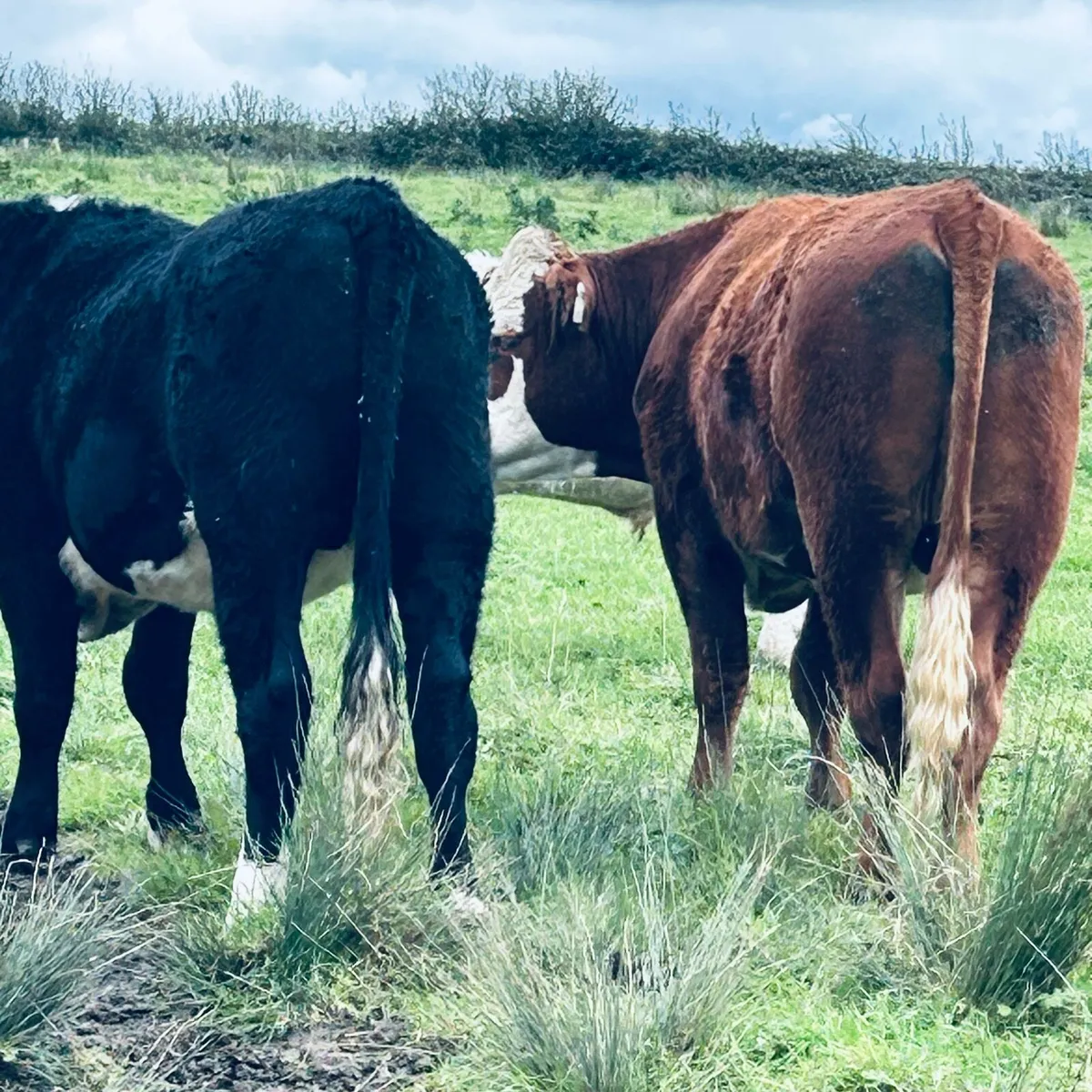 5 Fully Organic forward bullocks Roscomn Mart.Pen3 - Image 1