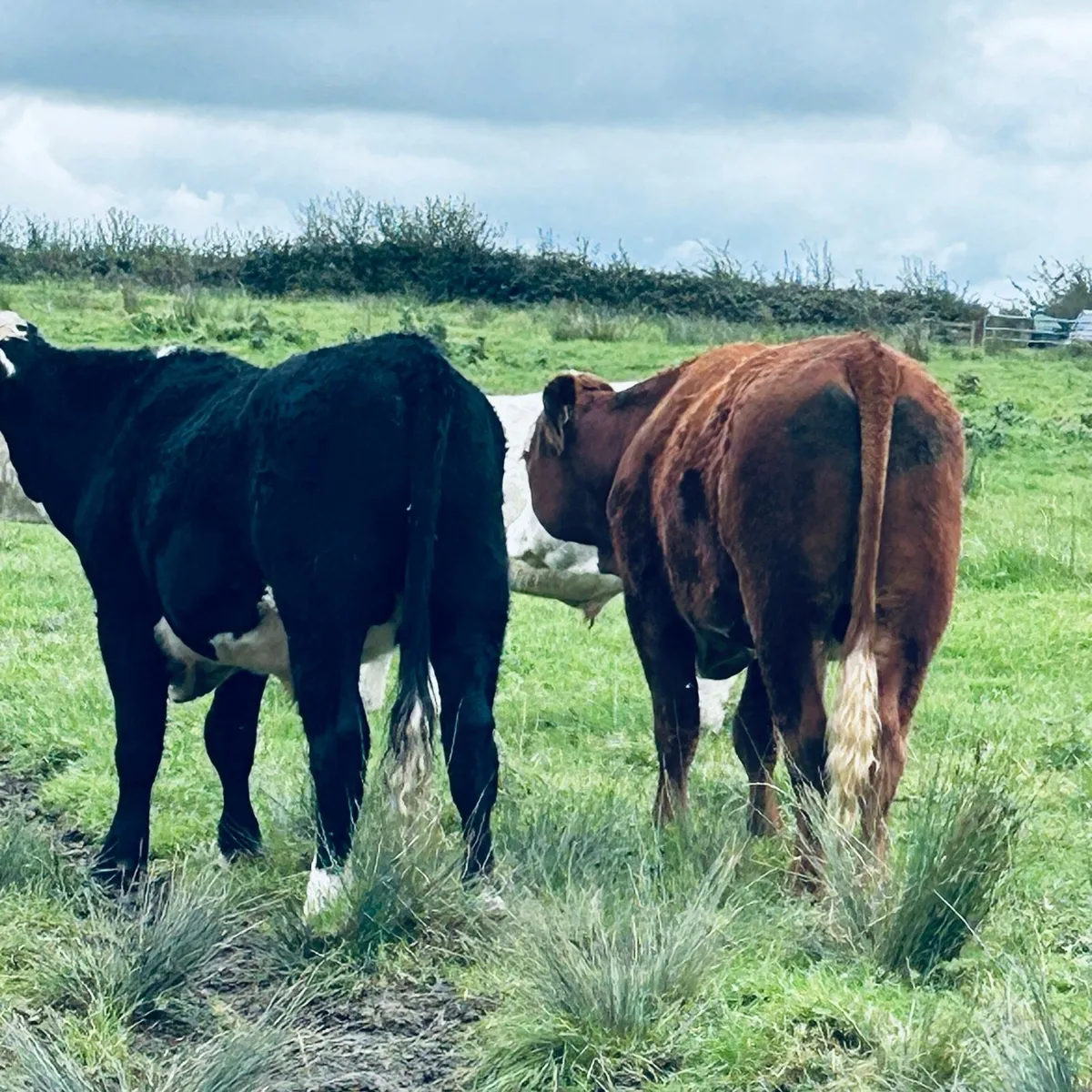 5 Fully Organic forward bullocks Roscomn Mart.Pen3 - Image 2