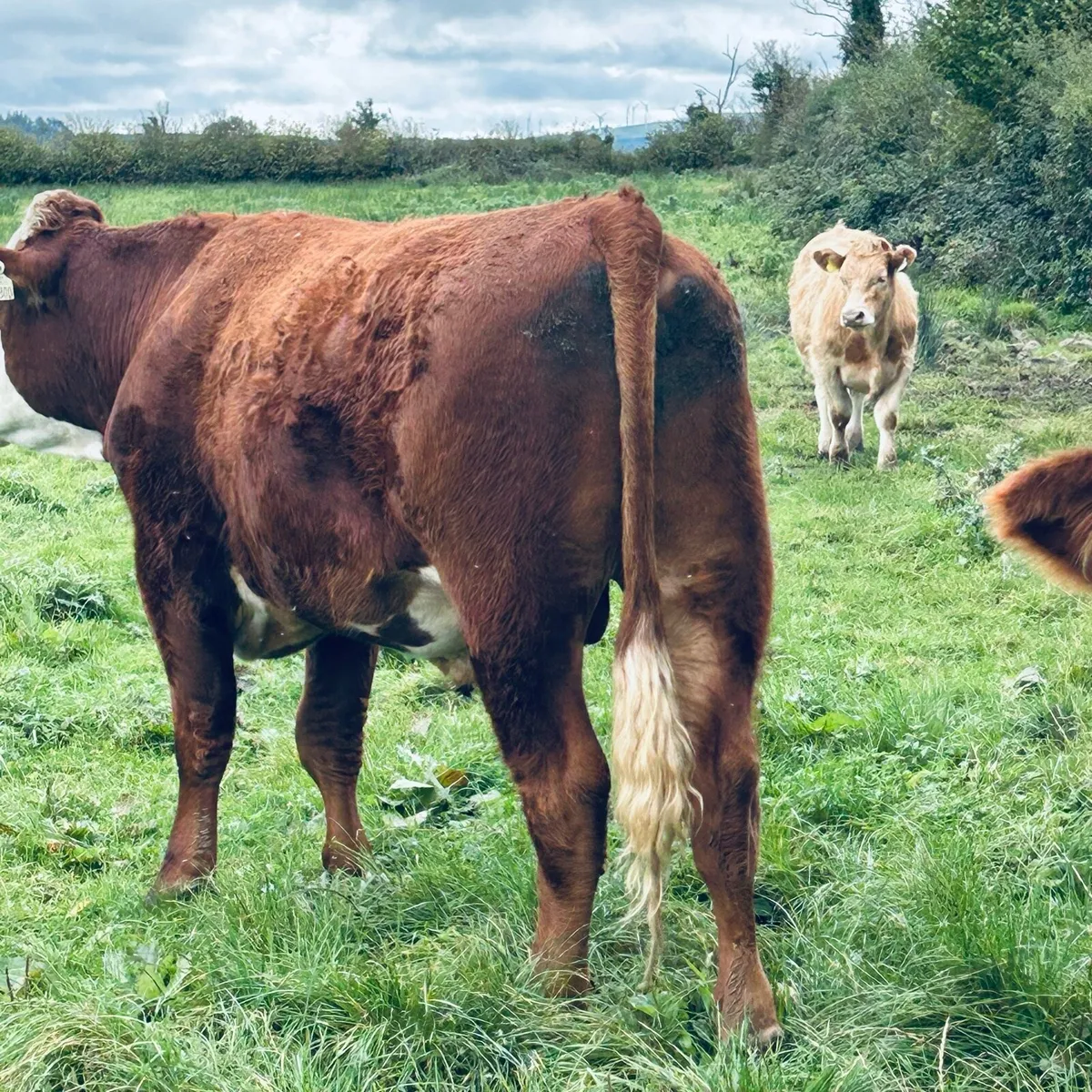 5 Fully Organic forward bullocks Roscomn Mart.Pen3 - Image 3