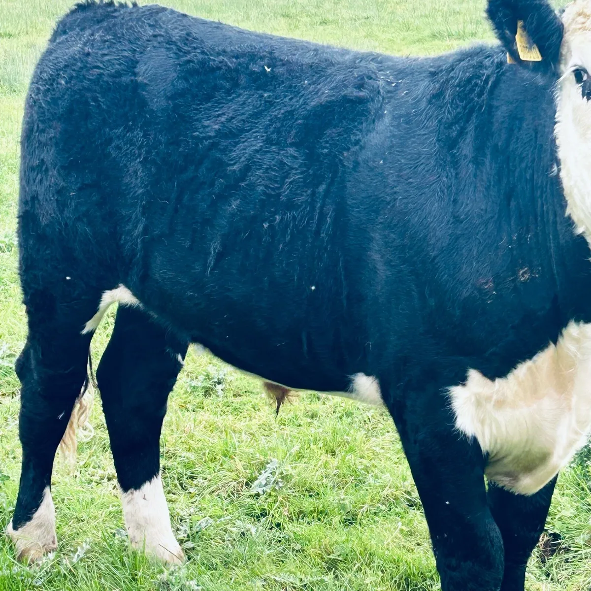 5 Fully Organic forward bullocks Roscomn Mart.Pen3 - Image 4