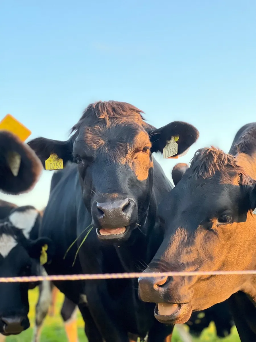 Relief milker available Cavan/Meath area