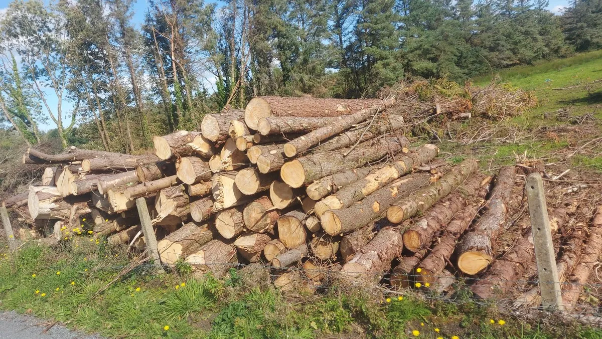 Firewood - Image 1