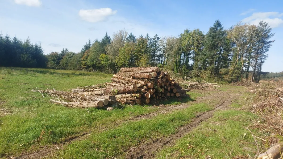Firewood - Image 3