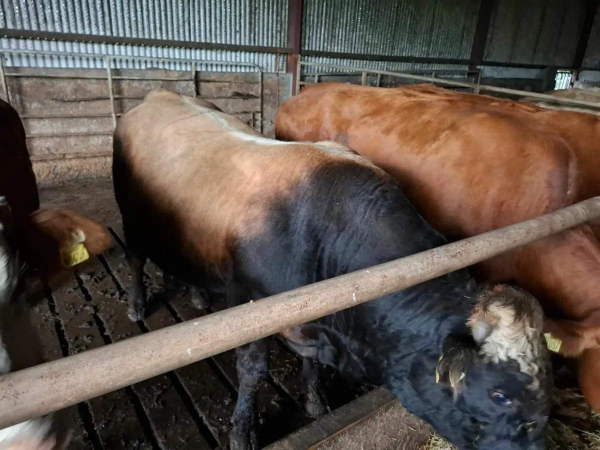 Aubrac BULL PB - Image 1
