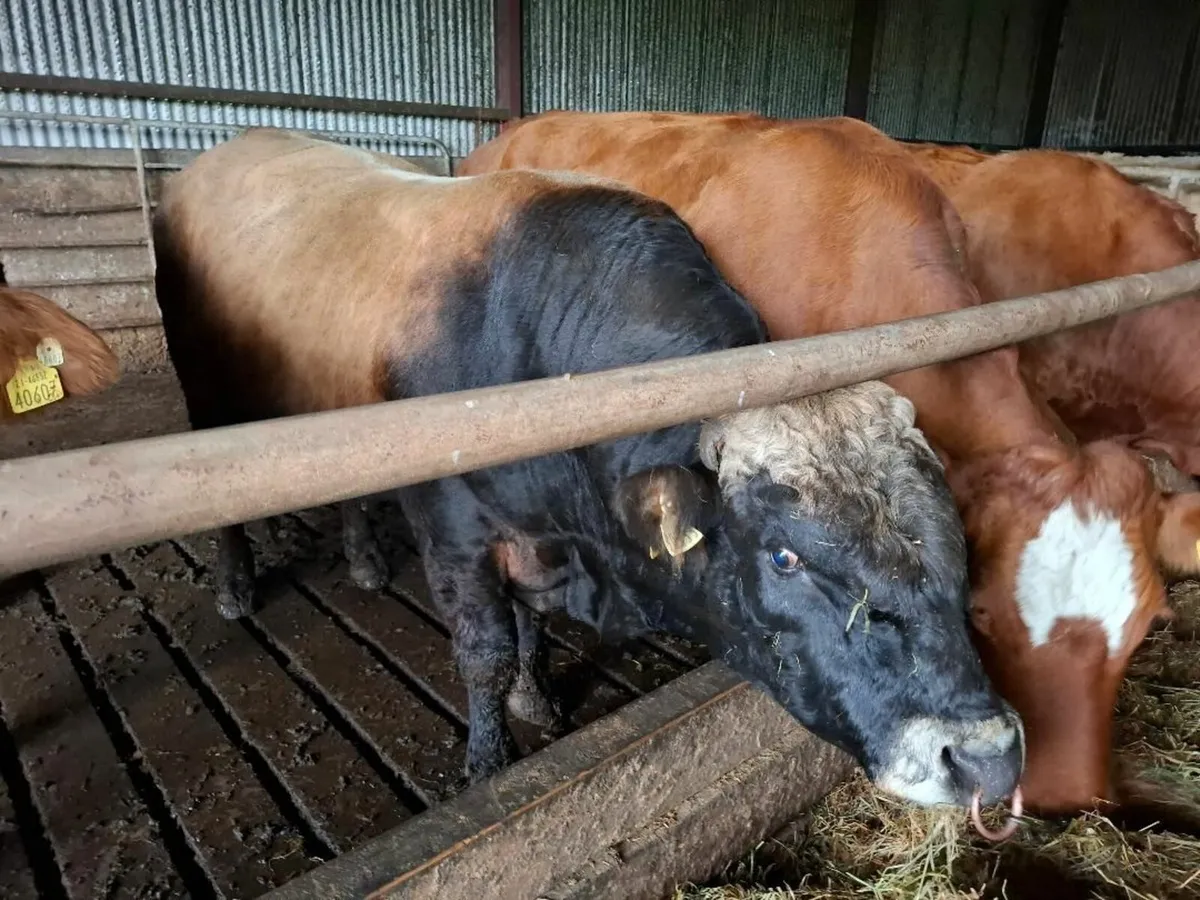 Aubrac BULL PB - Image 2