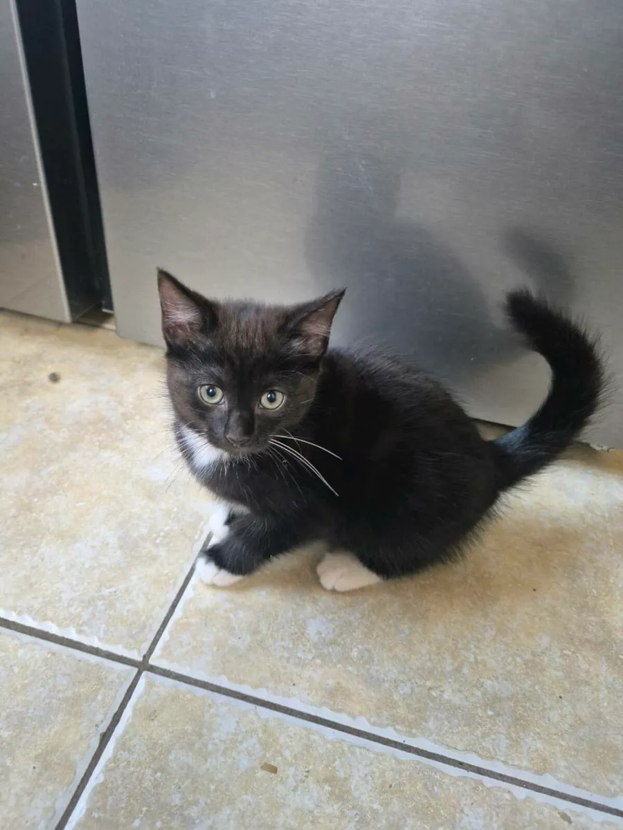 Male kitten - Image 1