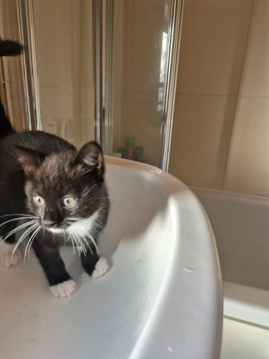 Male kitten - Image 2