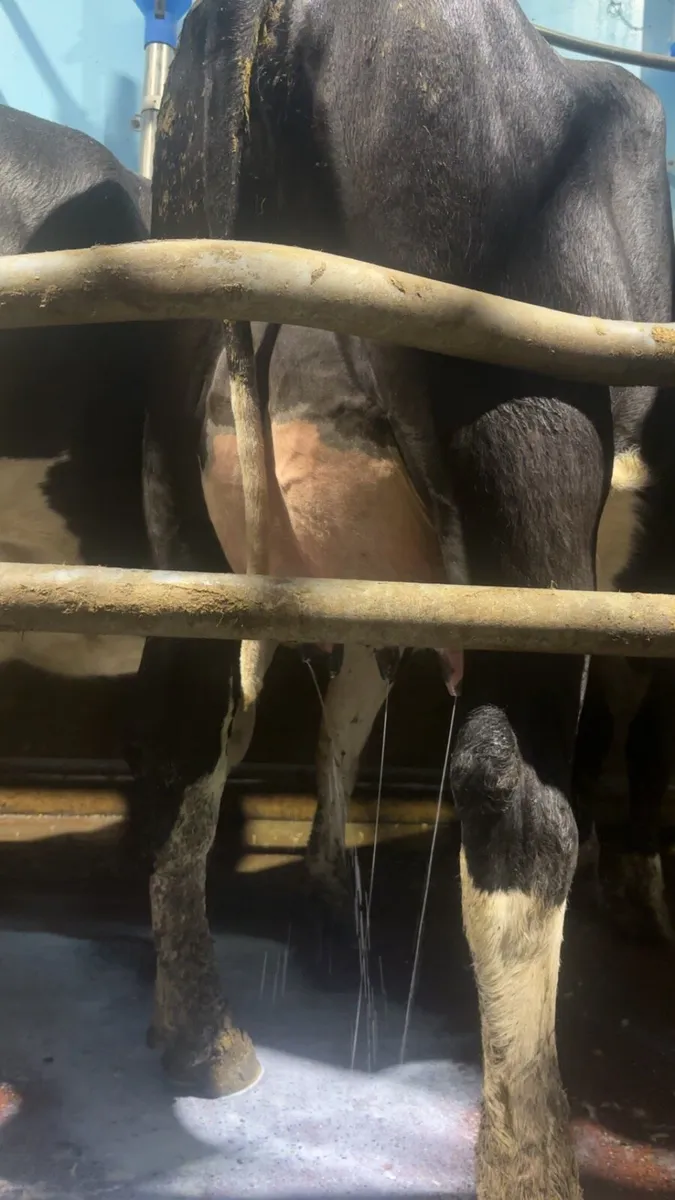 25 freshly calved heifers - Image 1