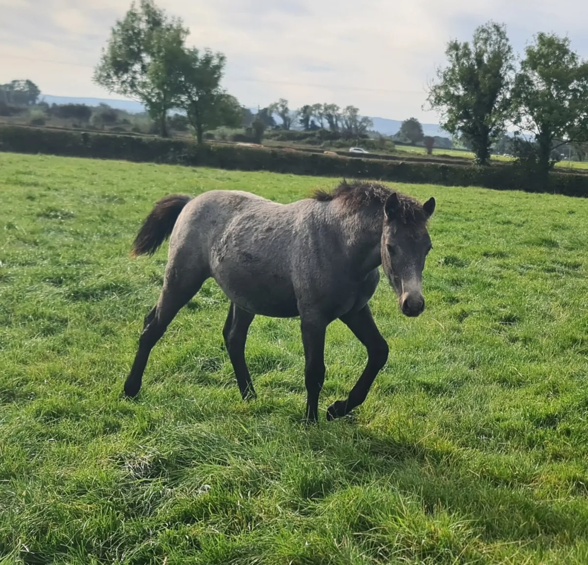 Connemara Filly Foal - Image 1