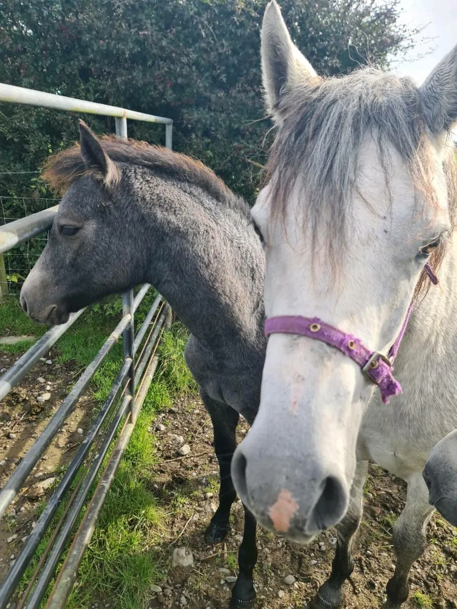 Connemara Filly Foal - Image 2