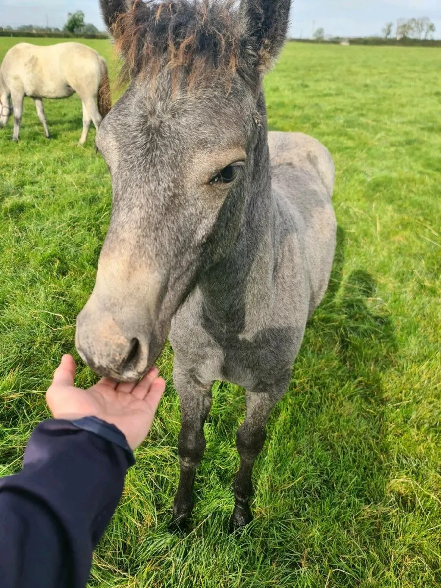 Connemara Filly Foal - Image 3