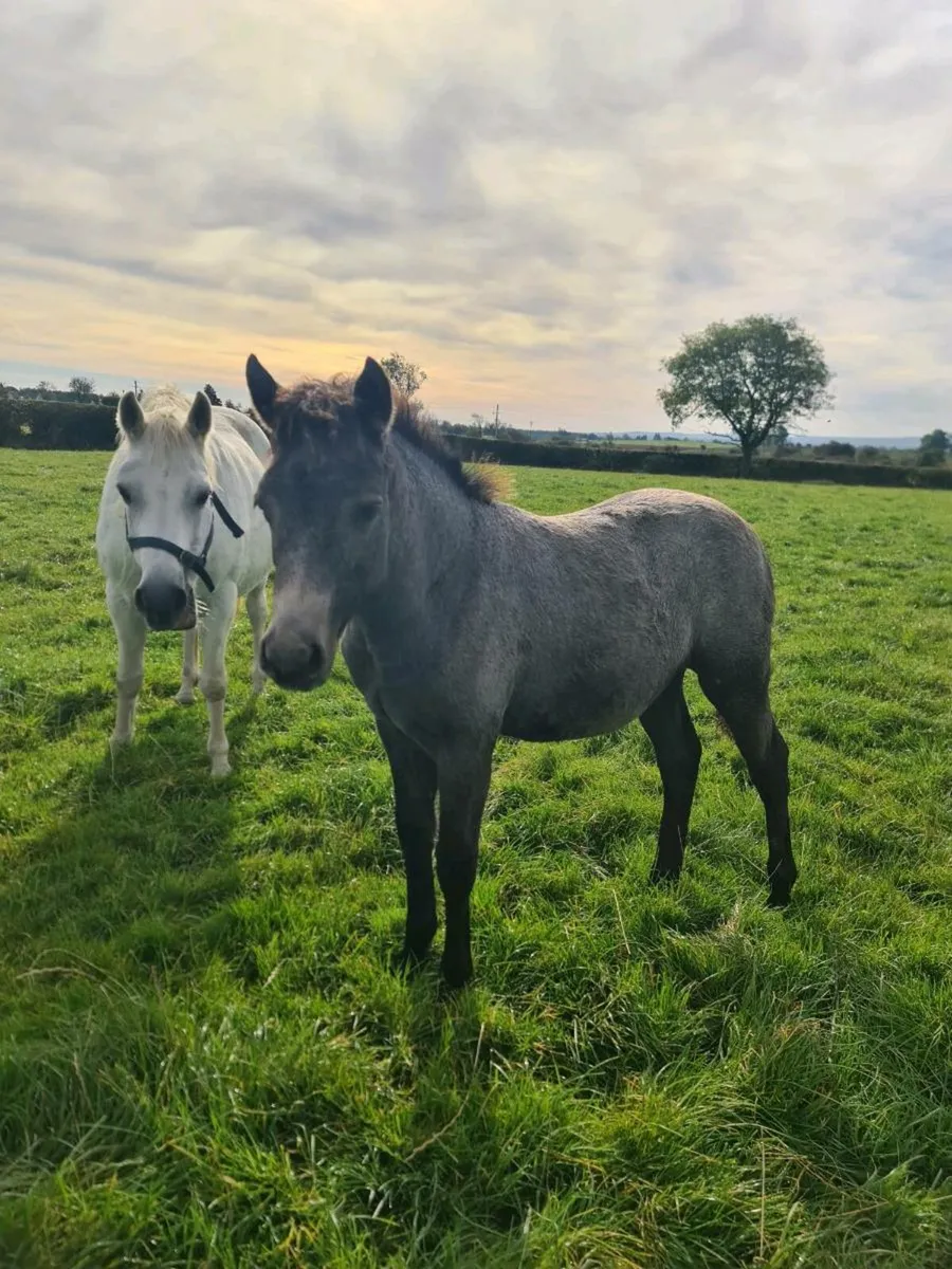 Connemara Filly Foal - Image 4
