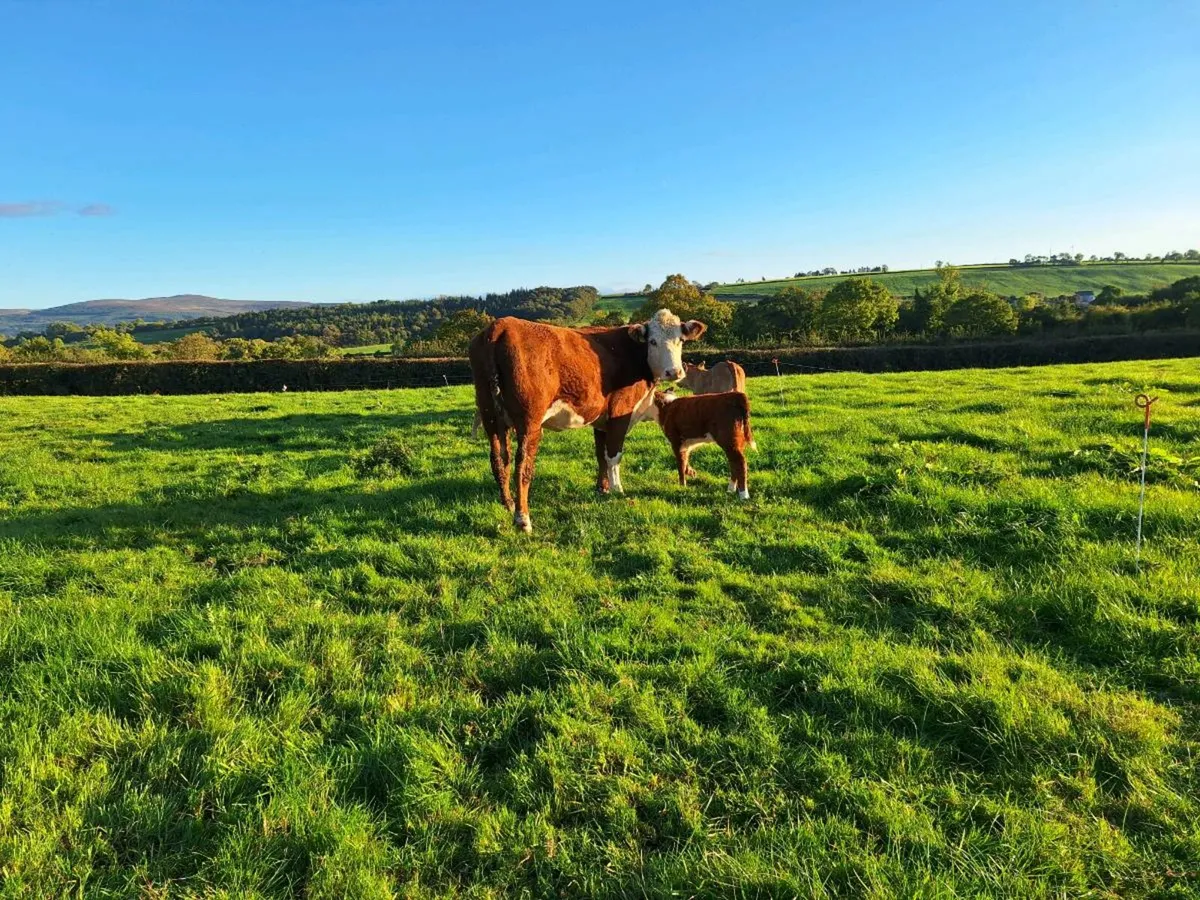 Pbr Hereford cow with calf at foot - Image 3