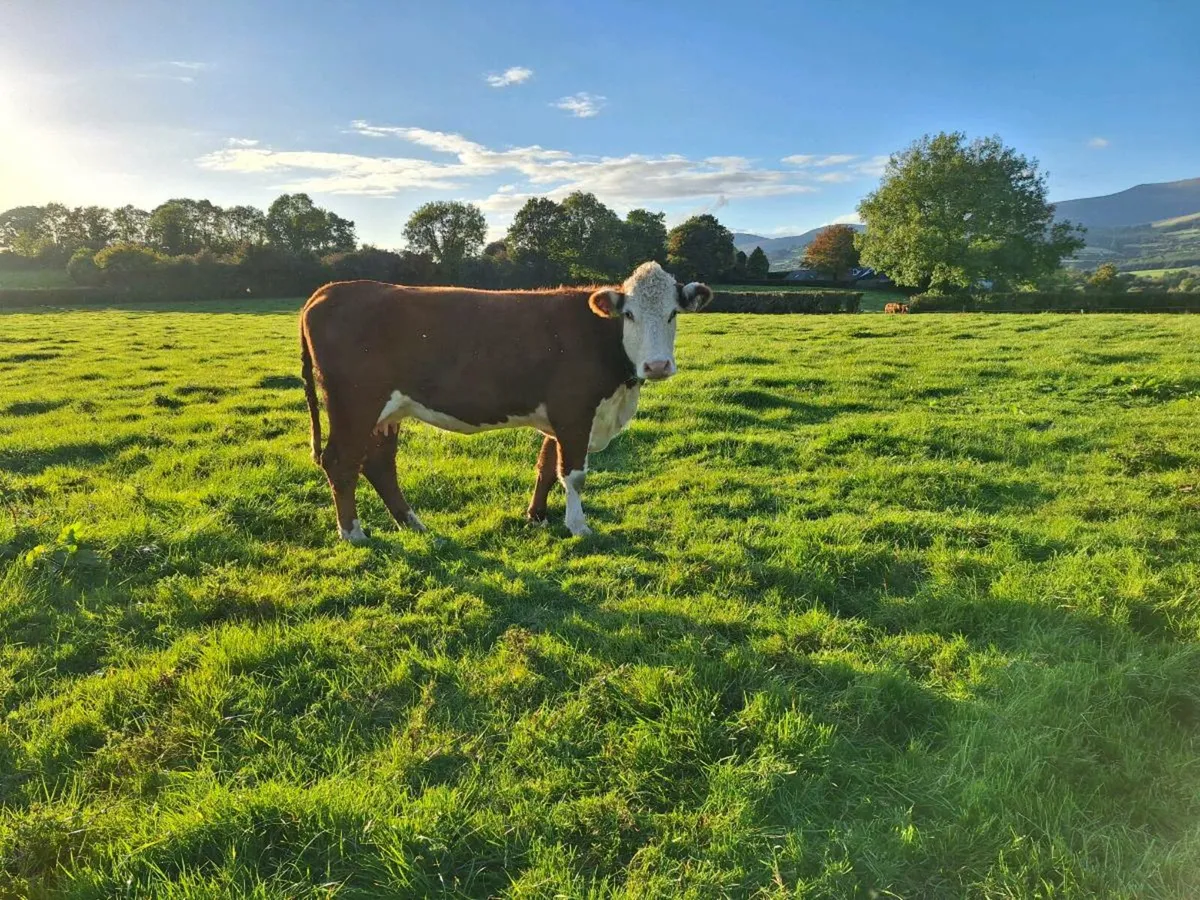 Pbr Hereford cow with calf at foot - Image 4