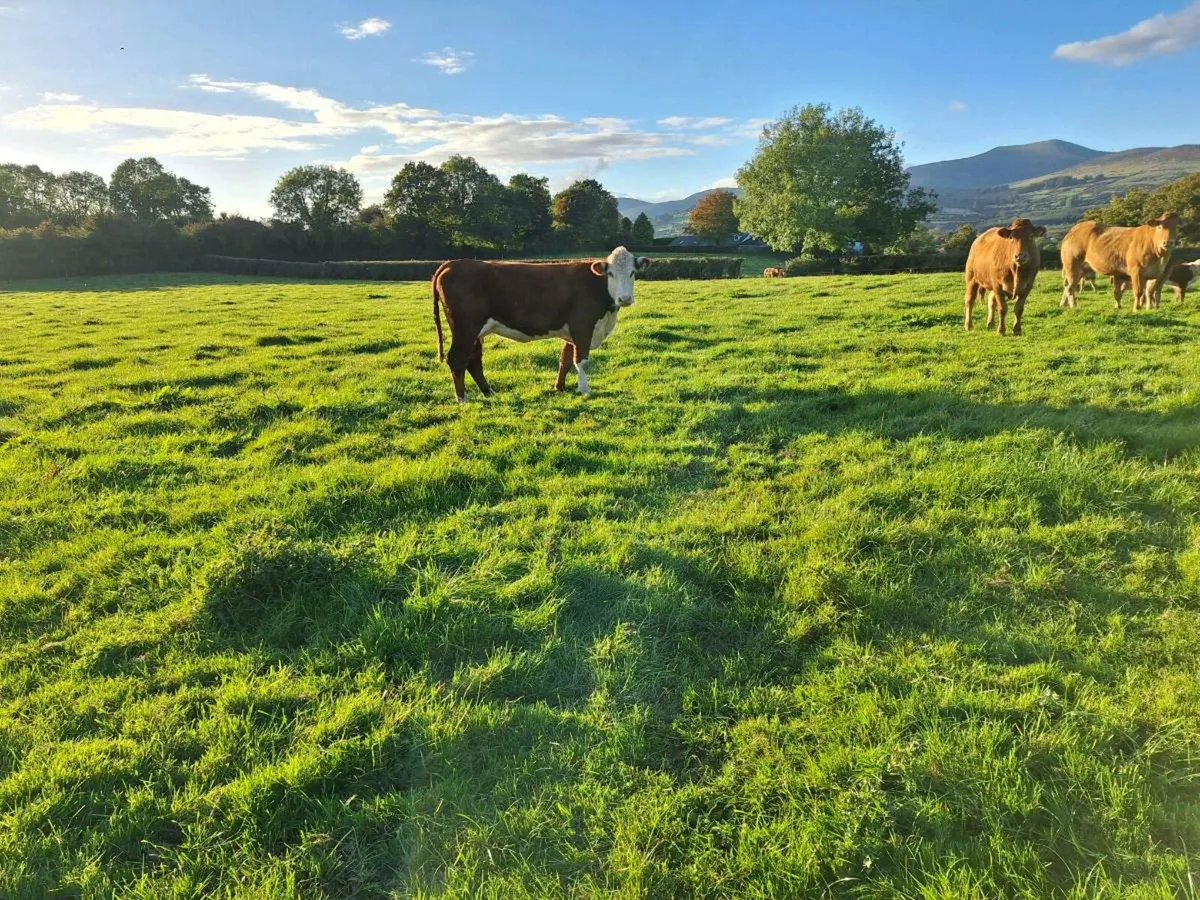 Pbr Hereford cow with calf at foot - Image 1