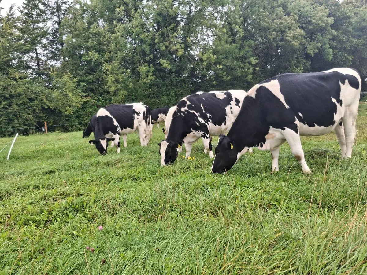 Dairy Incalf heifers - Image 1
