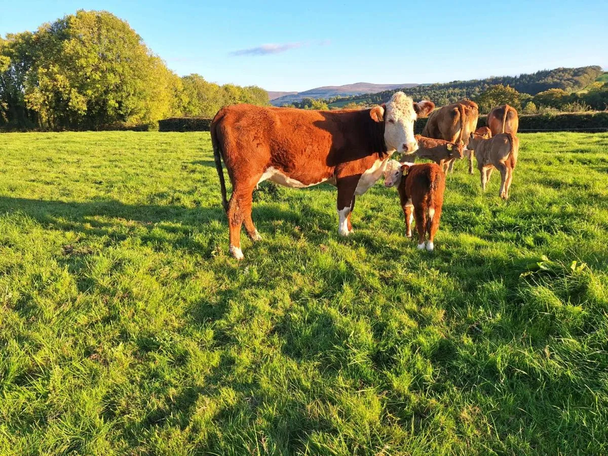 Pbr Hereford cow with calf at foot - Image 2