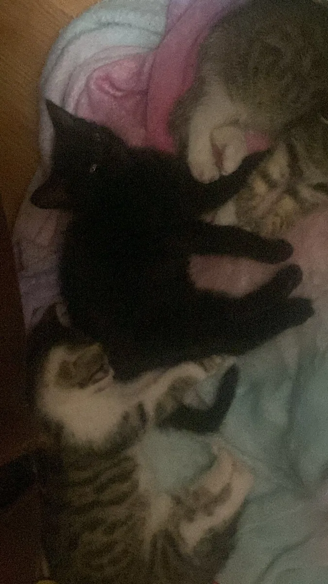 Black kitten for sale 🐾 - Image 4