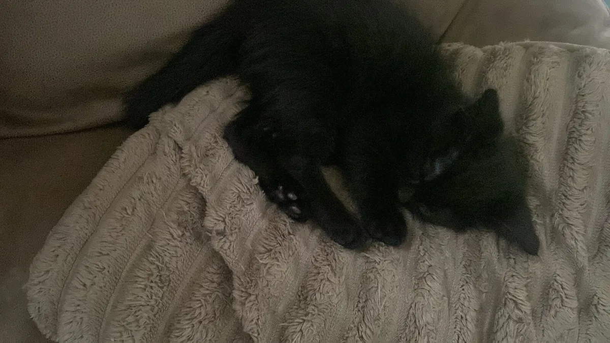 Black kitten for sale 🐾 - Image 3