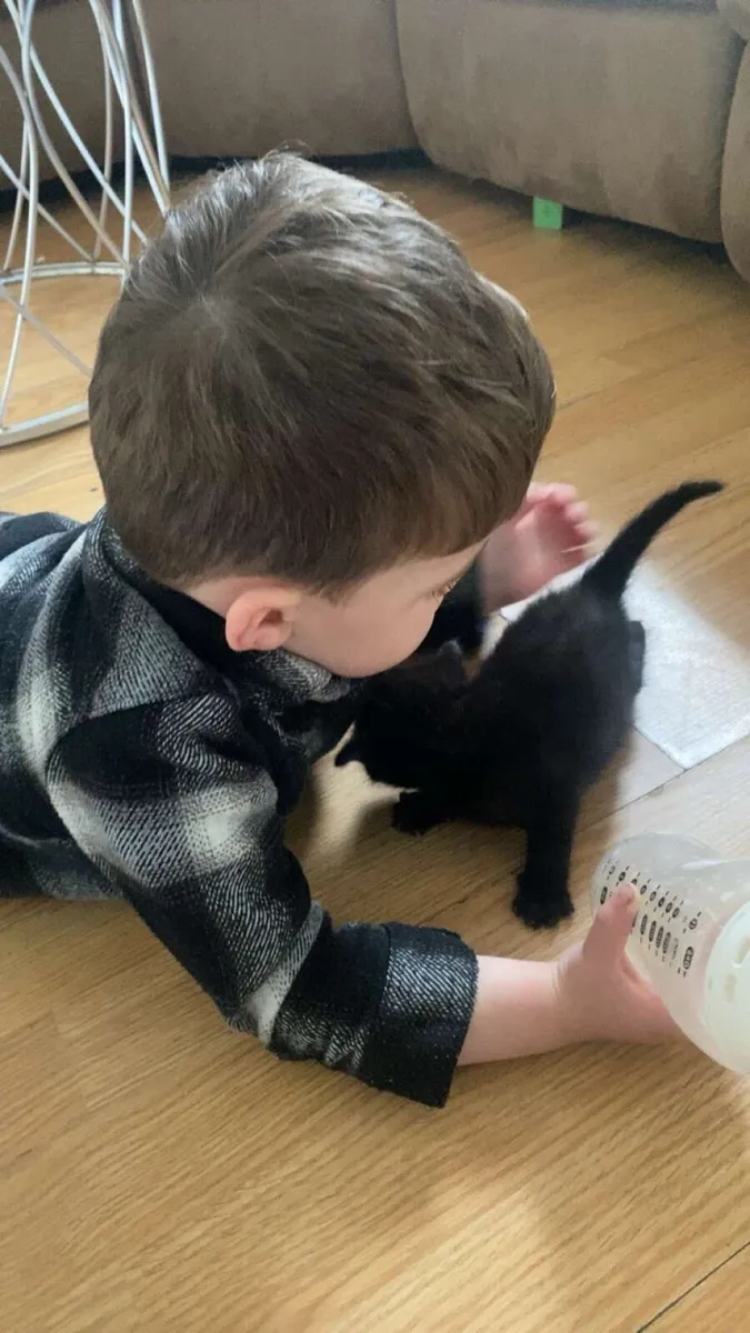 Black kitten for sale 🐾 - Image 2