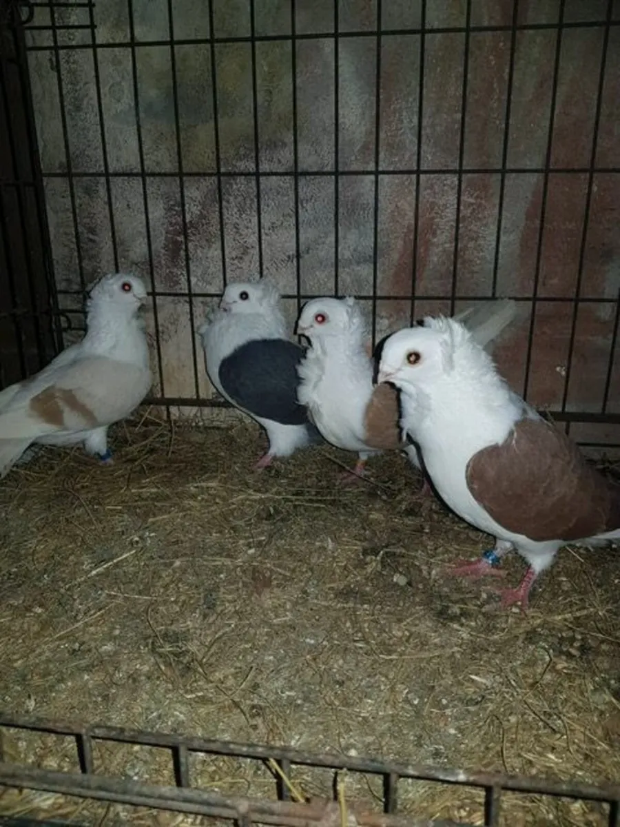 Fantail, German Owls & Andalusian Pigeons For Sale - Image 1