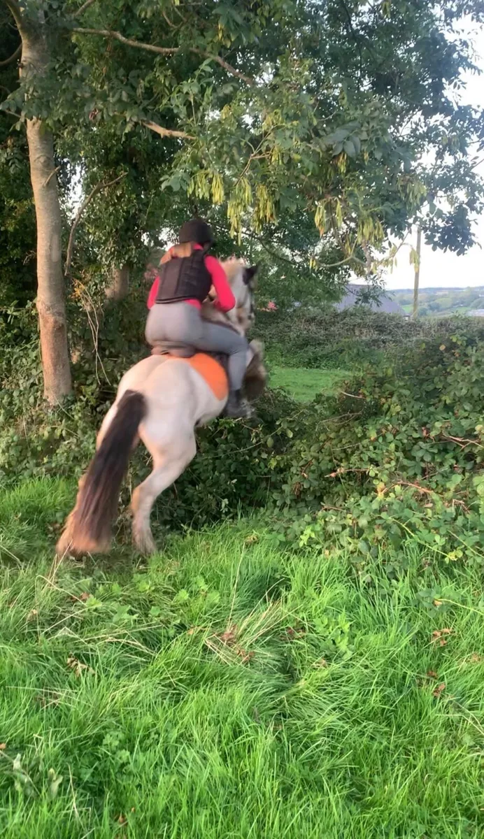 Pony - Image 1