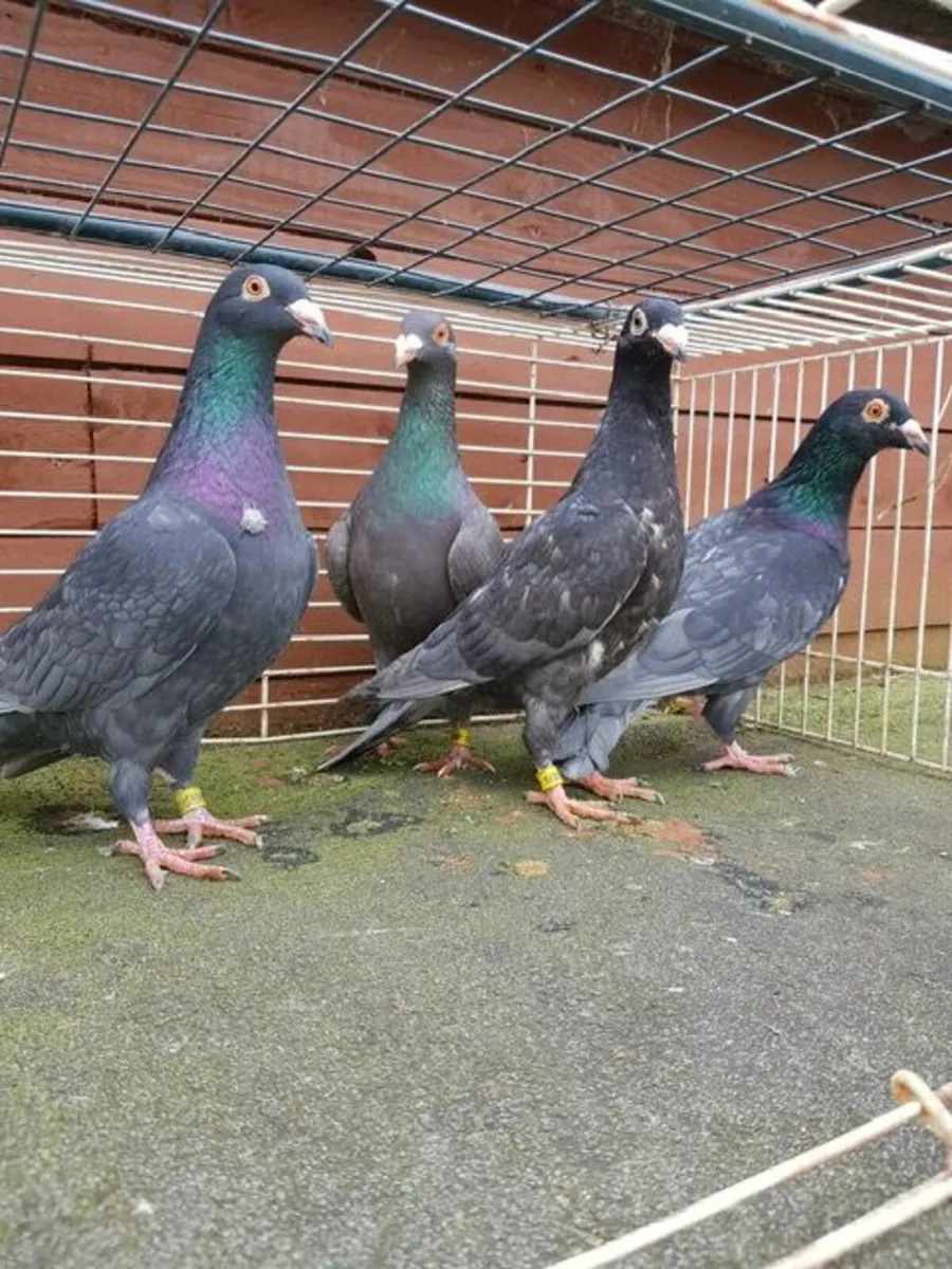 Fantail, German Owls & Andalusian Pigeons For Sale - Image 2