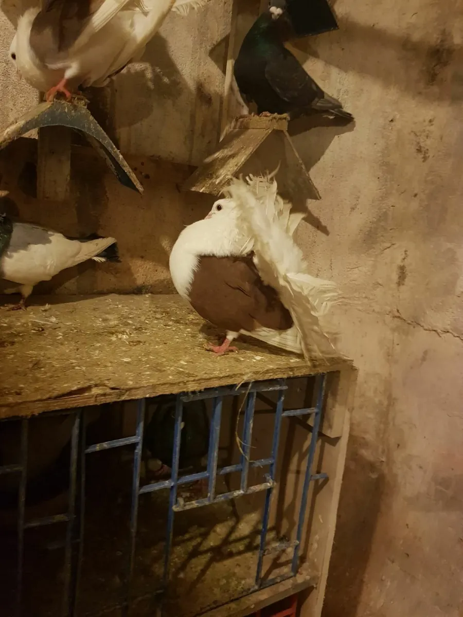 Fantail, German Owls & Andalusian Pigeons For Sale - Image 3