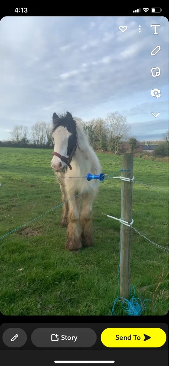 Pony - Image 2