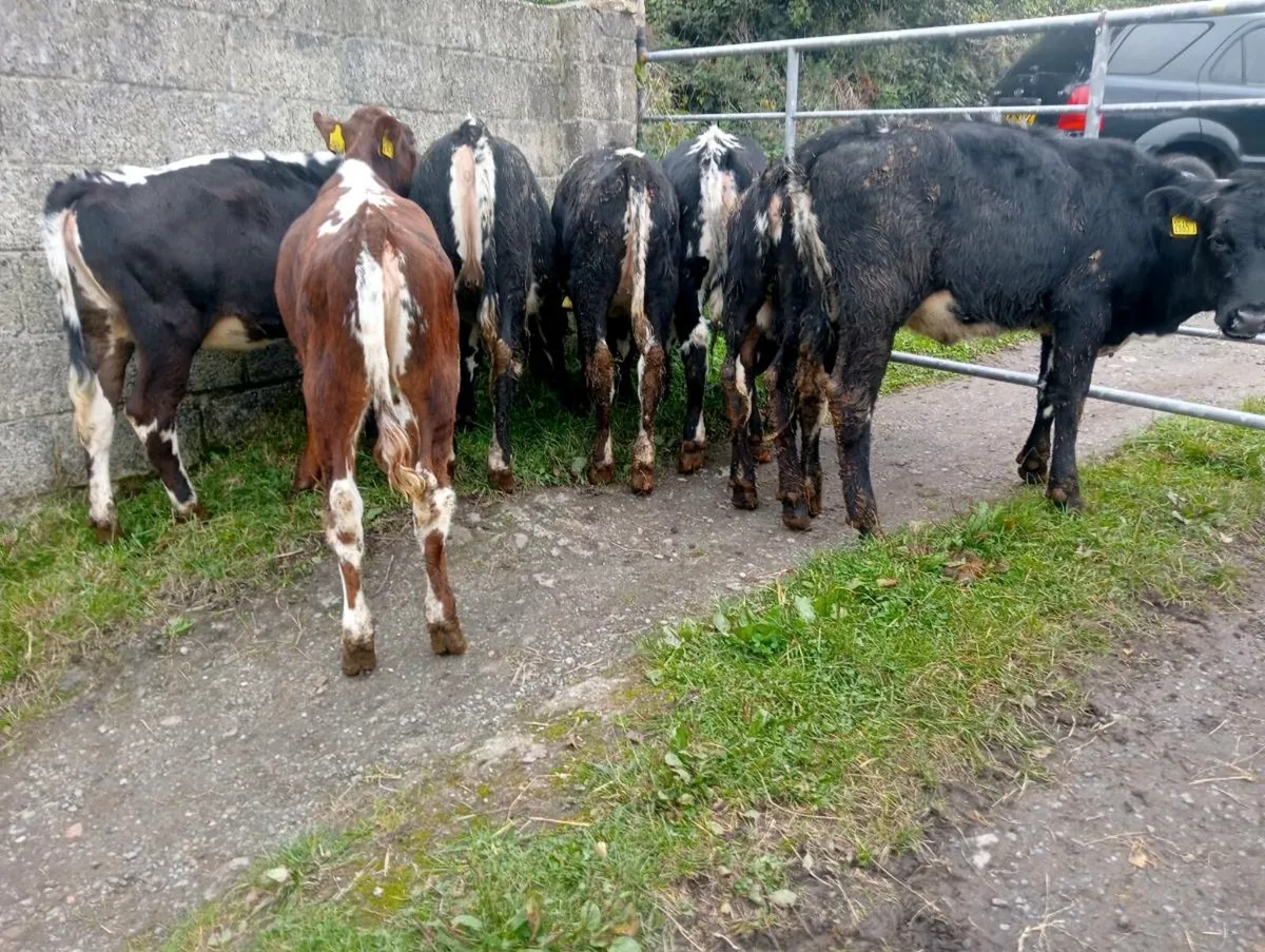 7 heifer calves - Image 1