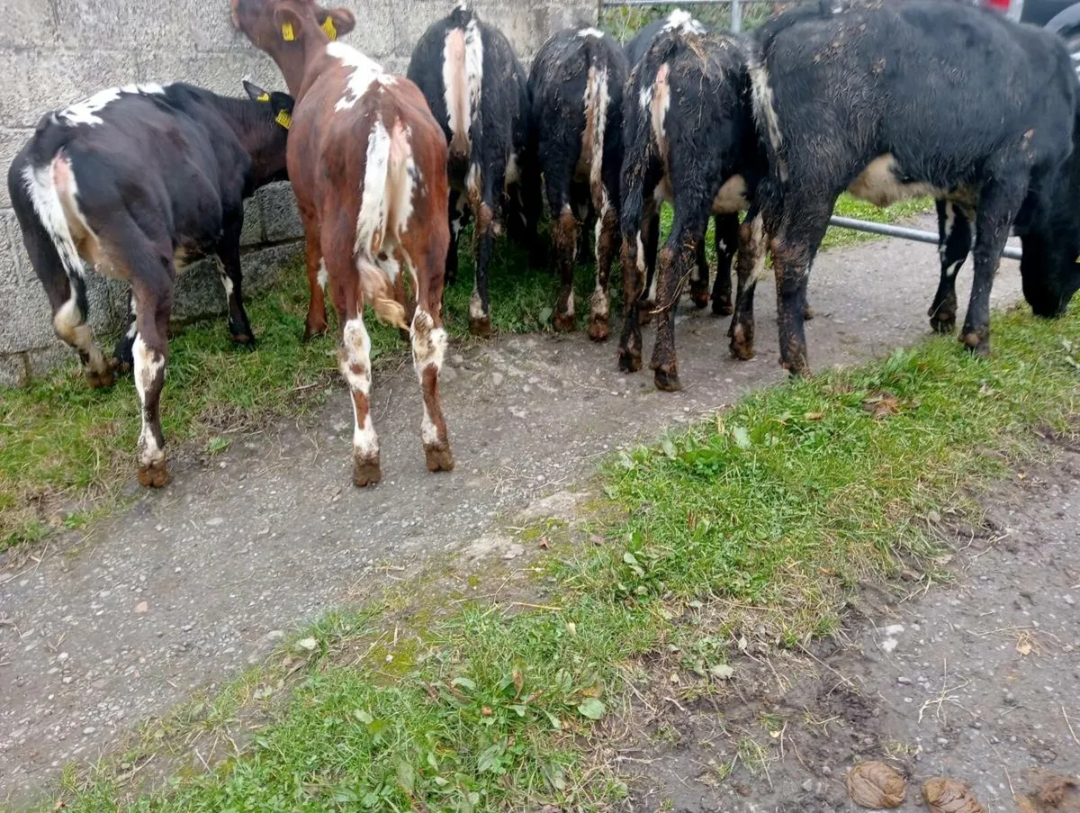 7 heifer calves - Image 2