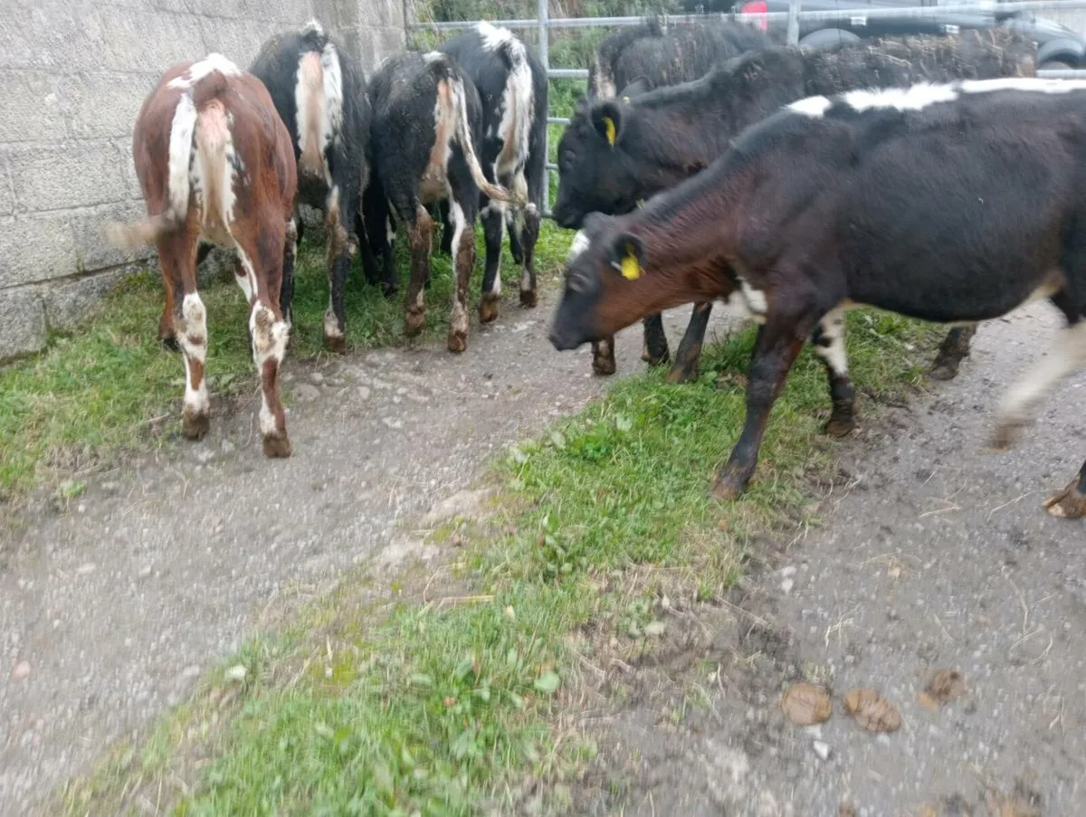 7 heifer calves - Image 3