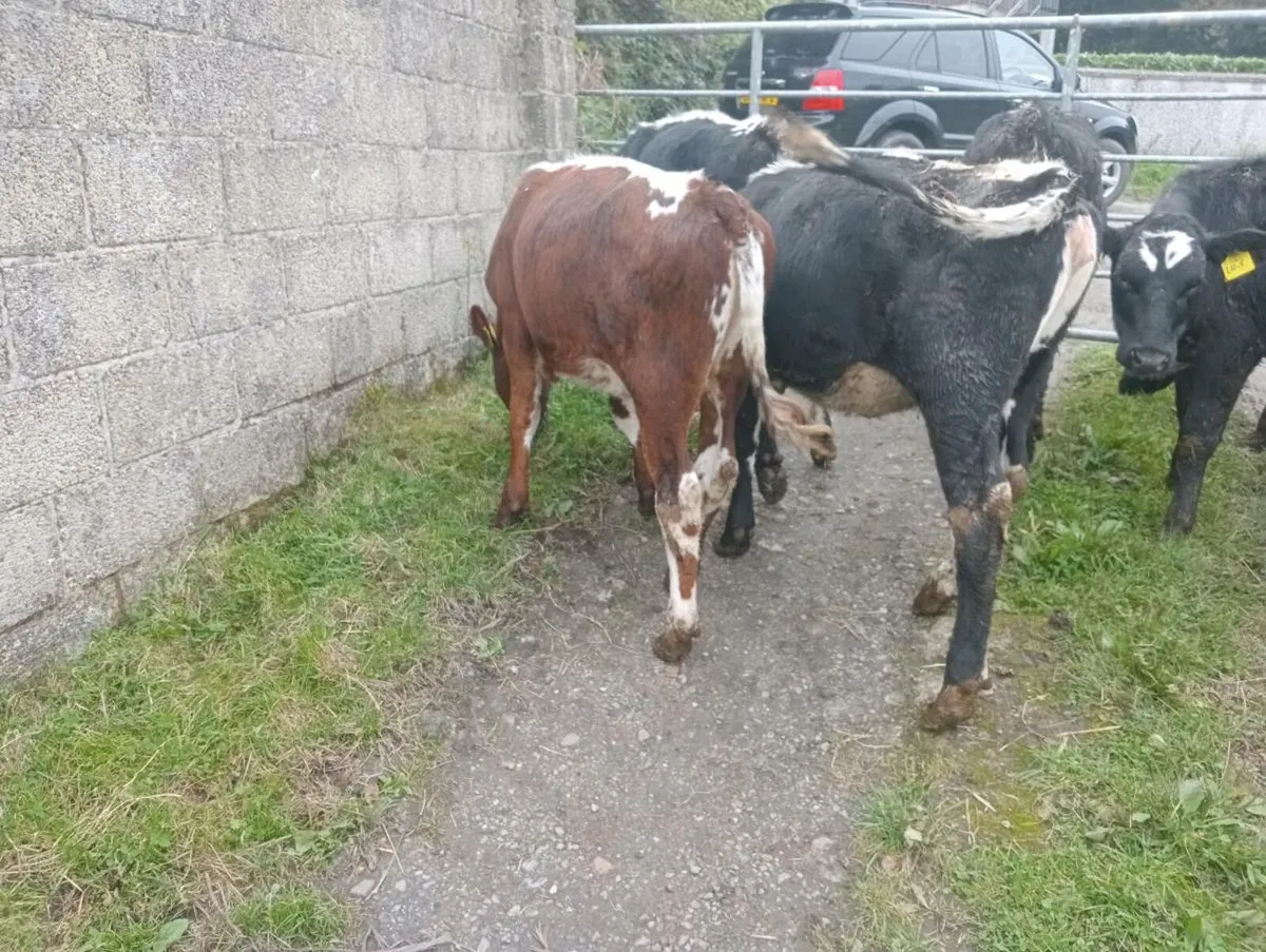 7 heifer calves - Image 4