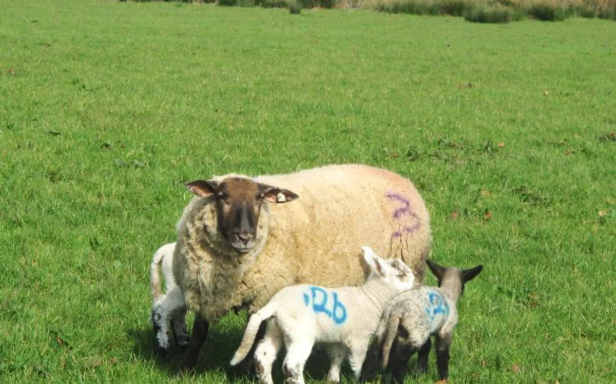Sheep - Image 1