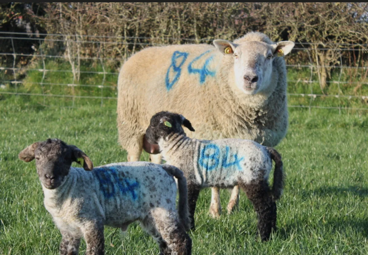 Sheep - Image 2