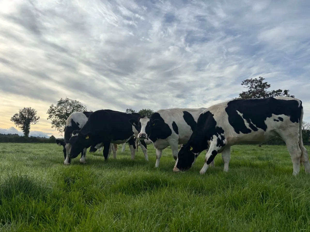 In calf pedigree hol heifers - Image 1