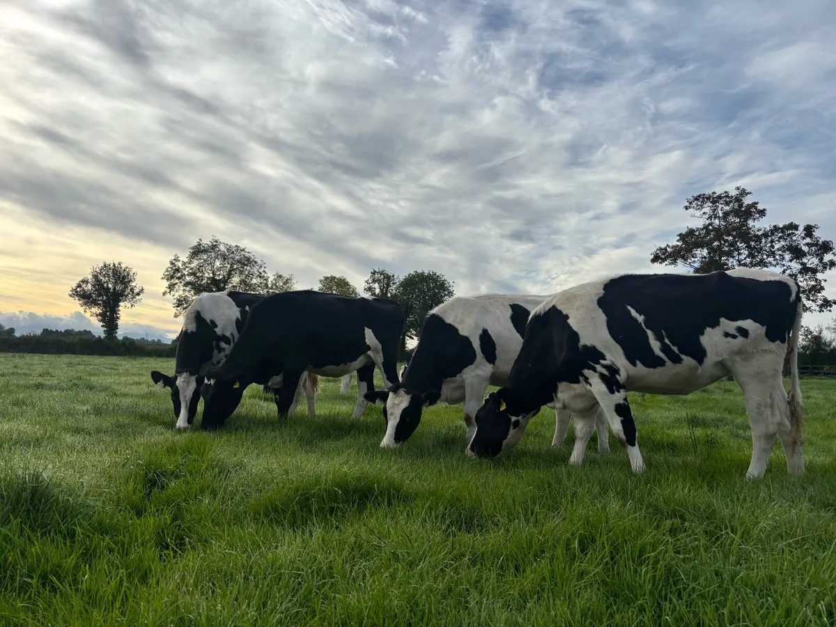 In calf pedigree hol heifers - Image 3
